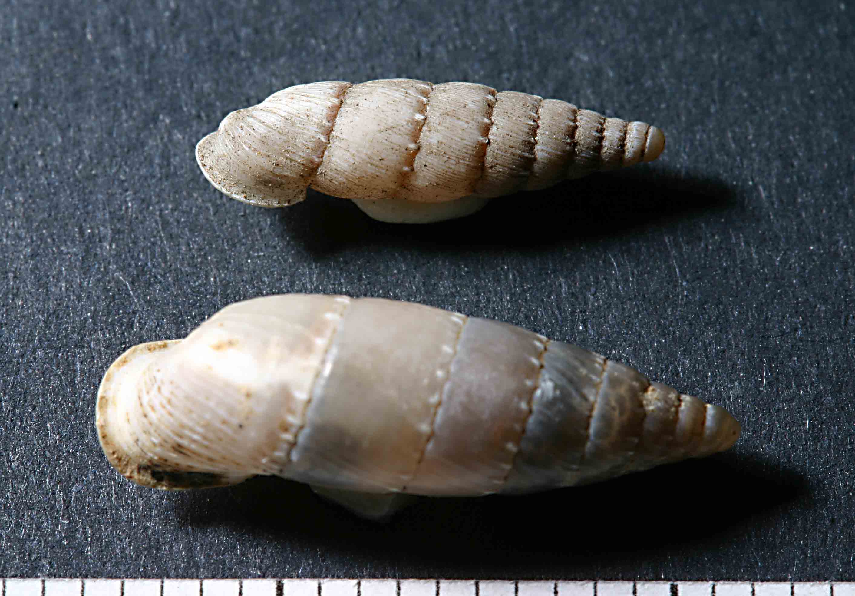 Clausilia romana 2